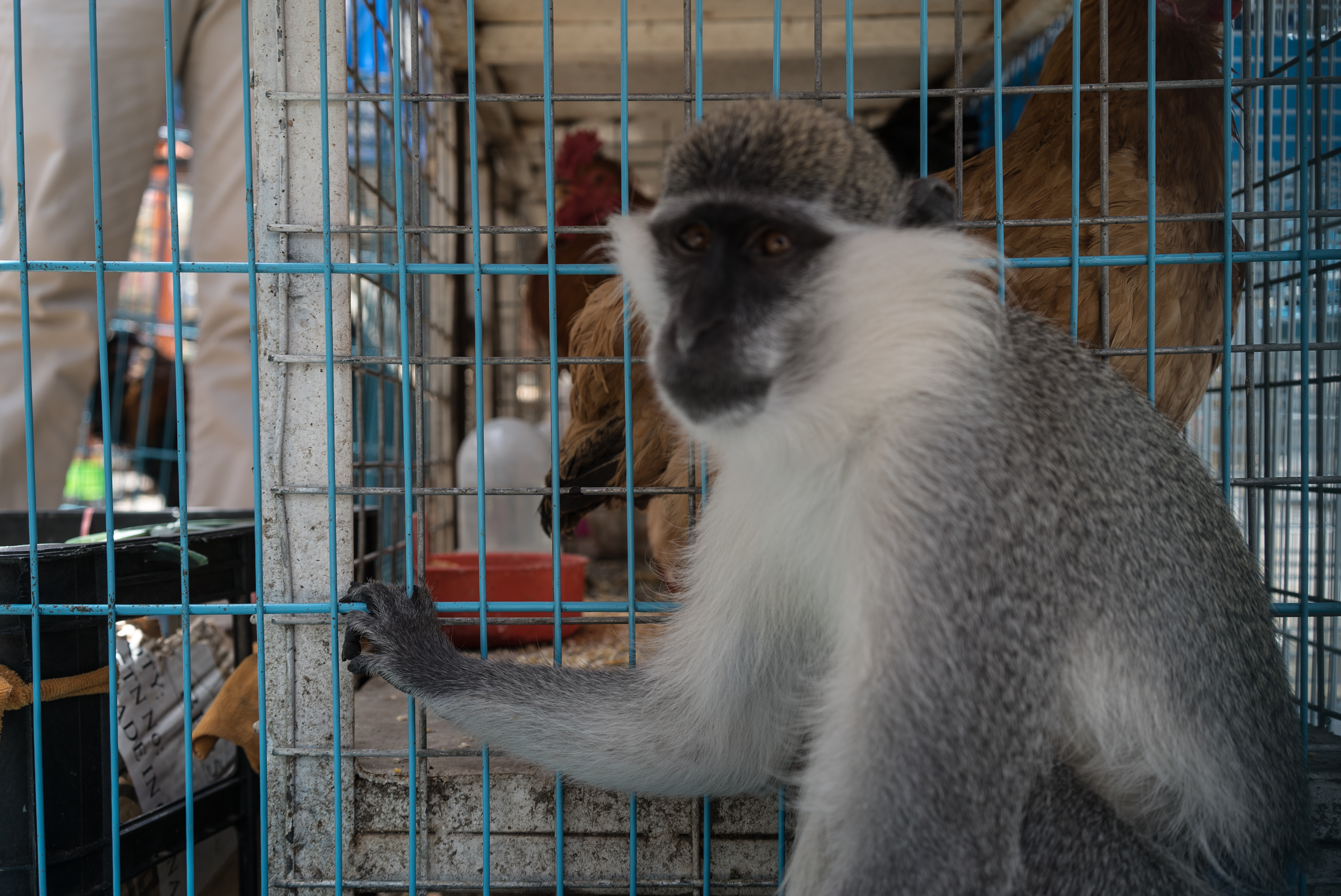 سوق اربيل يعرض طيورا وحيوانات نادرة